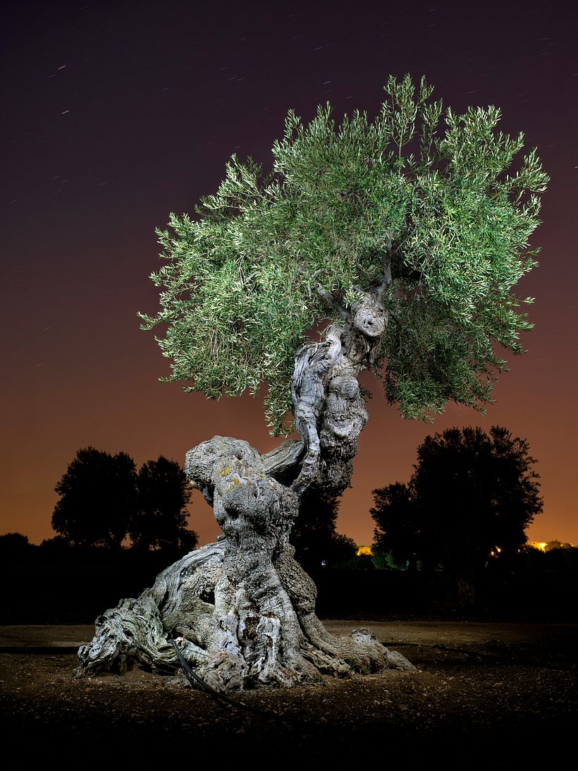 The Walking Trees 3