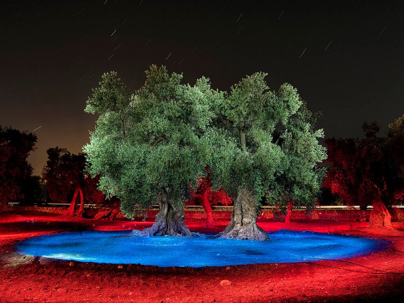The Walking Trees 6
