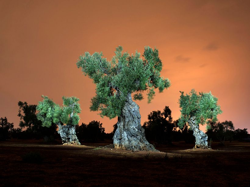 The Walking Trees 7