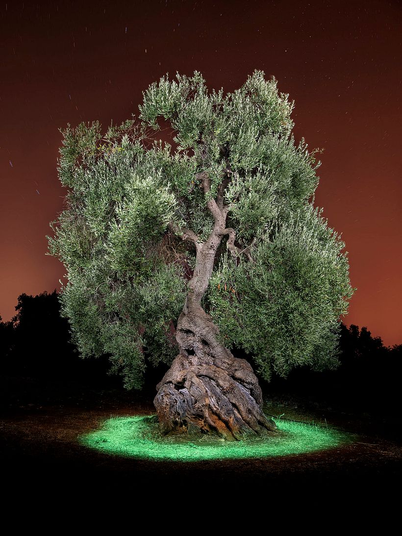 The Walking Trees 8
