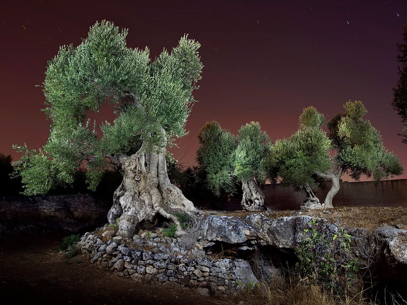 The Walking Trees 10