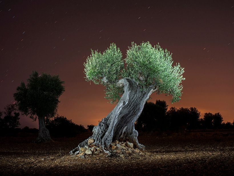 The Walking Trees 11