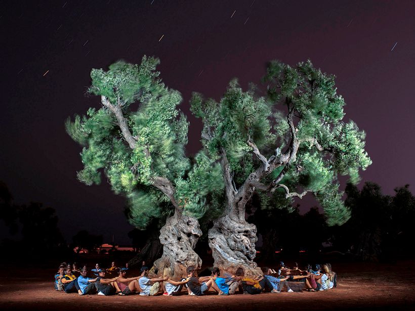 The Walking Trees 12
