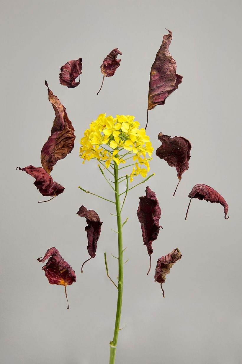 Bodegones - Prácticas 2