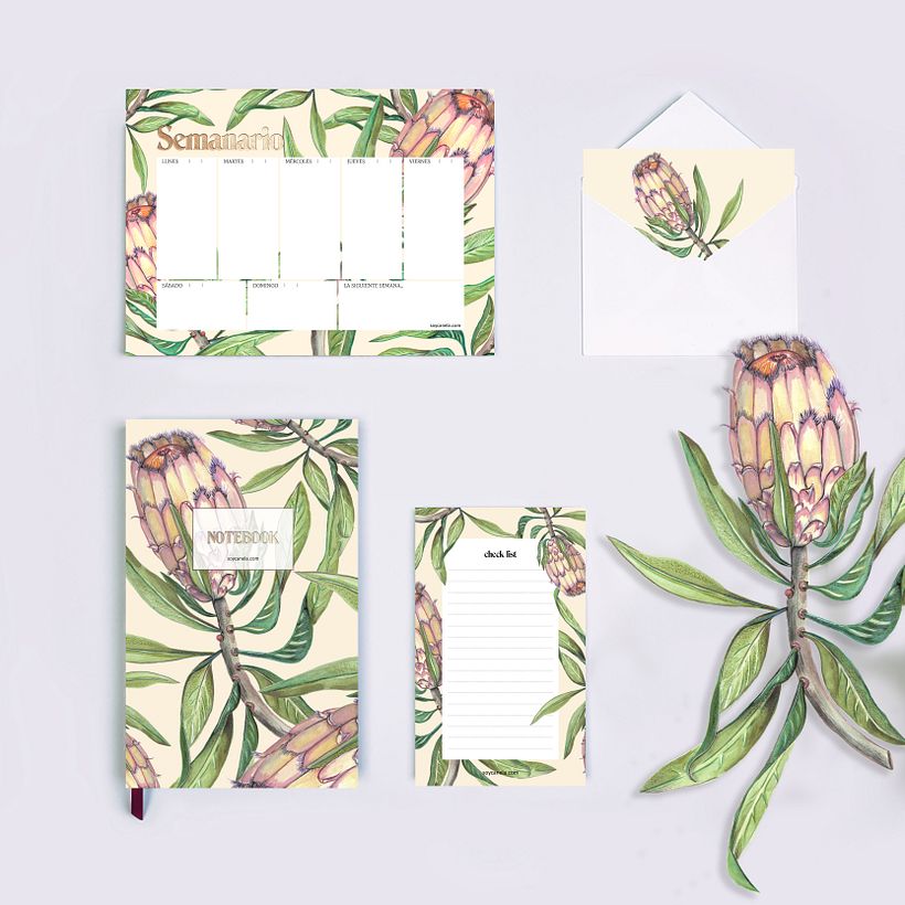 Protea ilustração botânica 0