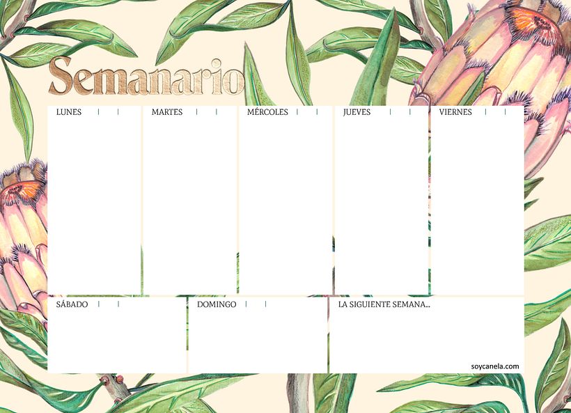 Protea ilustração botânica 2