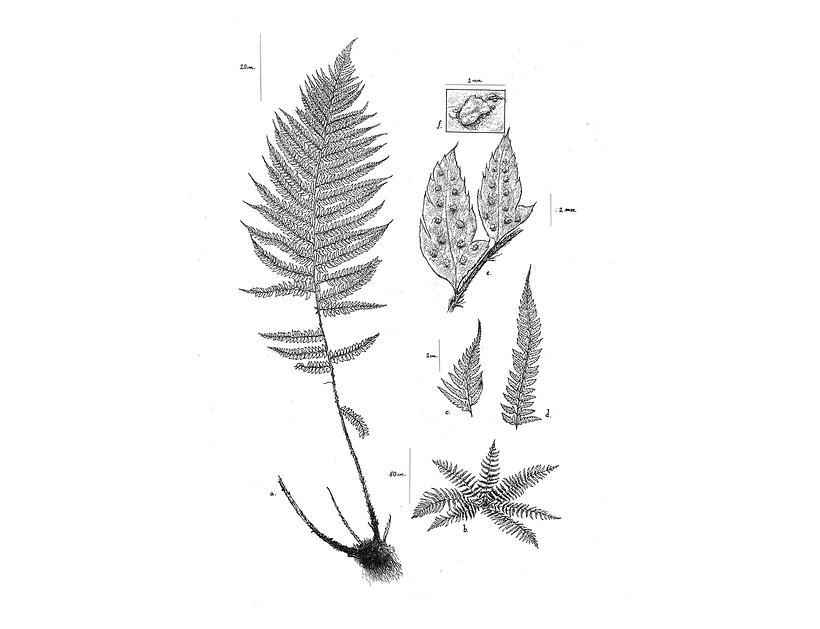 𝘗𝘰𝘭𝘺𝘴𝘵𝘪𝘤𝘩𝘶𝘮 𝘴𝘦𝘵𝘪𝘧𝘦𝘳𝘶𝘮 | a-fronde; b-porte; c-ápice; d-pinna (haz); e-pinnulas (envés); f-soro con indusio