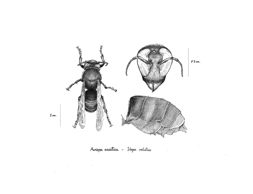 𝘝𝘦𝘴𝘱𝘢 𝘷𝘦𝘭𝘶𝘵𝘪𝘯𝘢 | vista apical, frontal y abdomen
