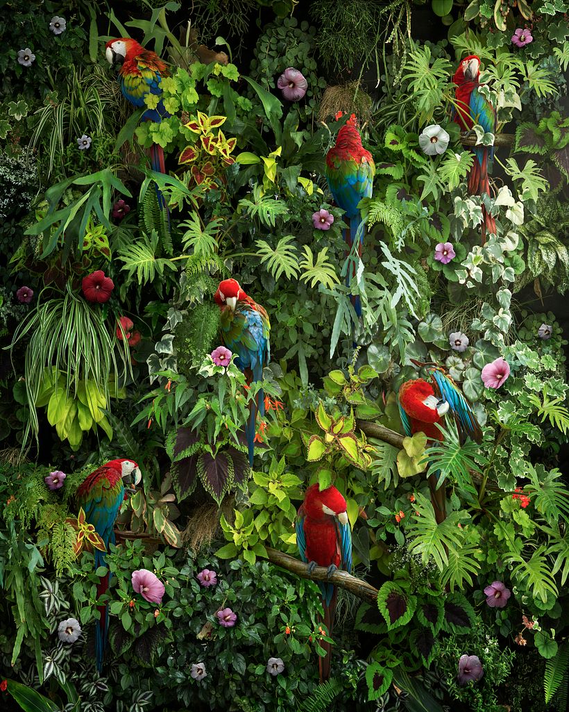 Canopy 1
