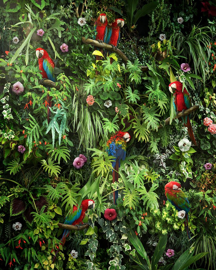 Canopy 2