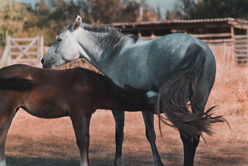 Miradas de animales 0