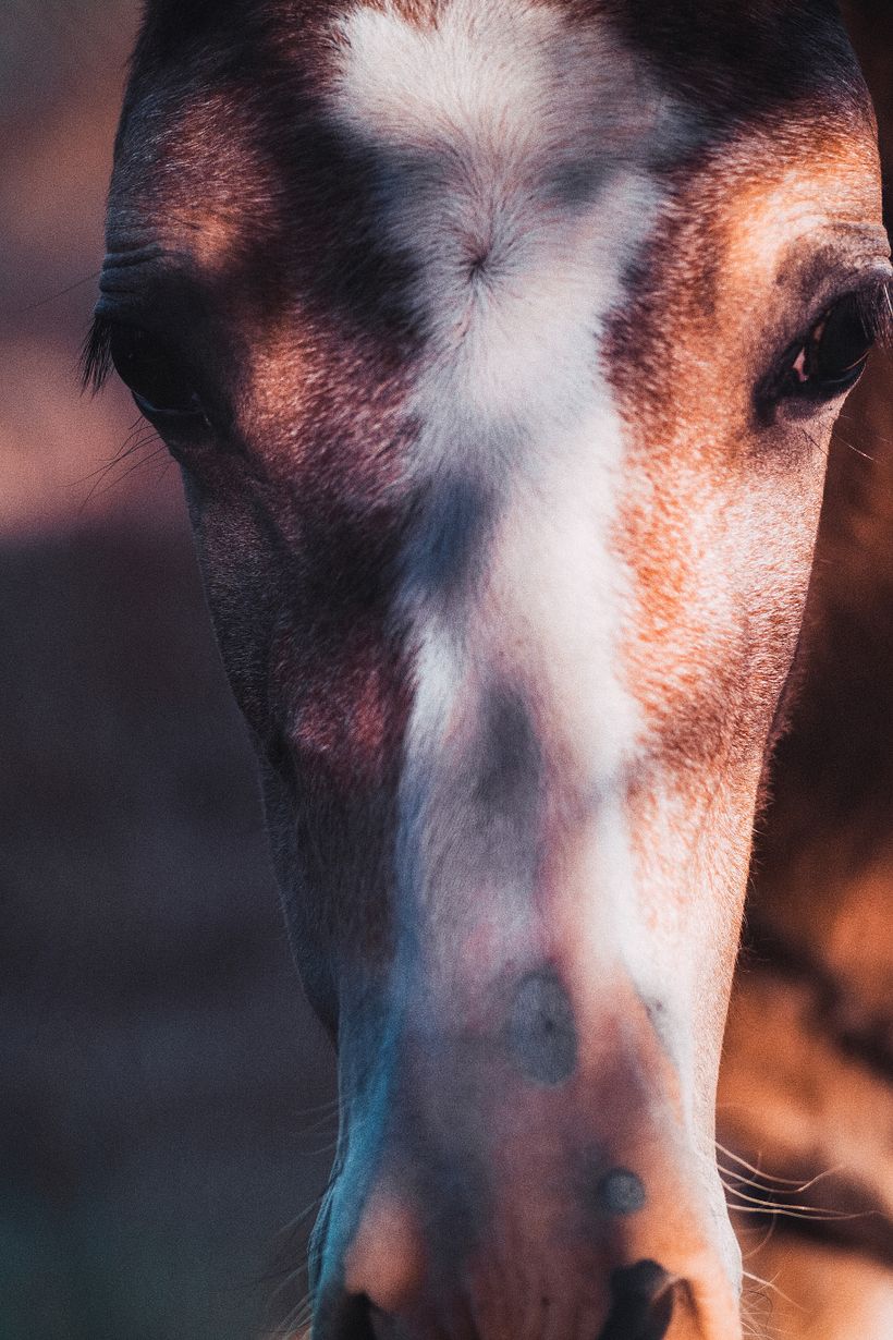 Miradas de animales 1
