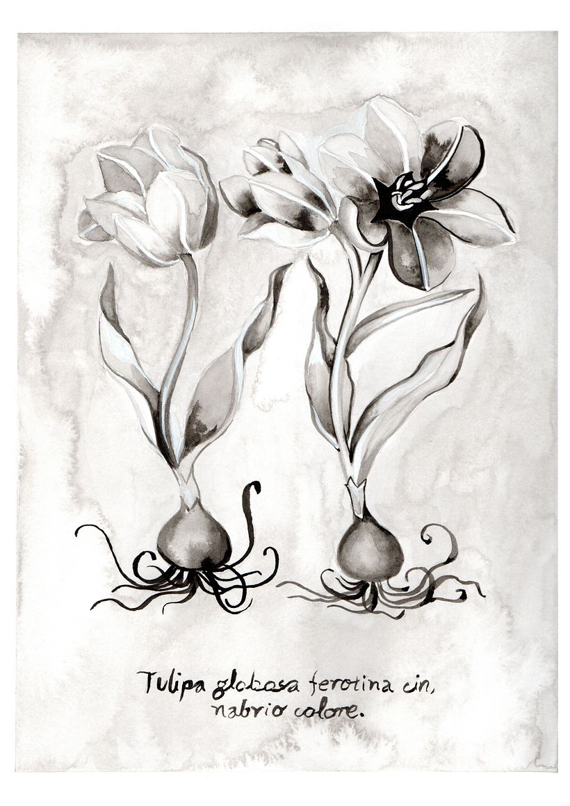 Dibujo botánico en Tinta China. 0