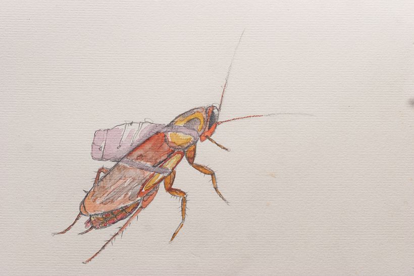 Busco a un ilustrador para un cuento infantil 2