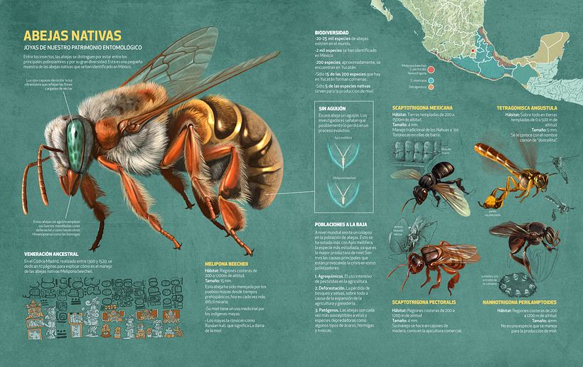 Infografía sobre Meliponas para QUO Magazine; Román García Mora.