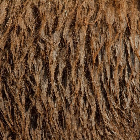 Conocer los detalles visuales de textura es indispensable en la ilustración naturalista / Pinterest