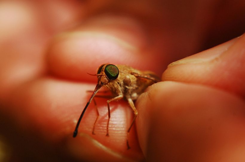 Fotrografías, detalles. 3