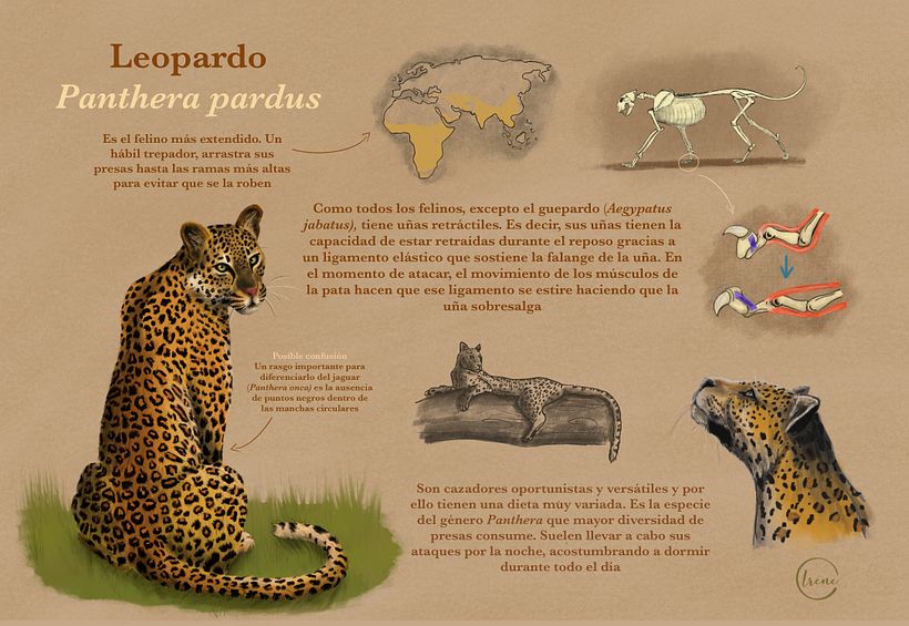 Mi Proyecto del curso: el leopardo (Panthera pardus) 0