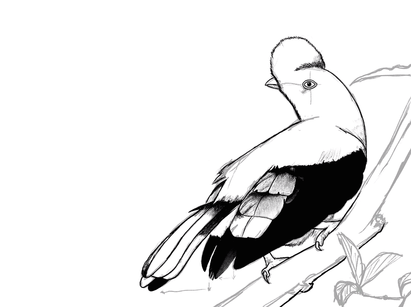 Ilustración naturalista: Gallito de las rocas peruano  1