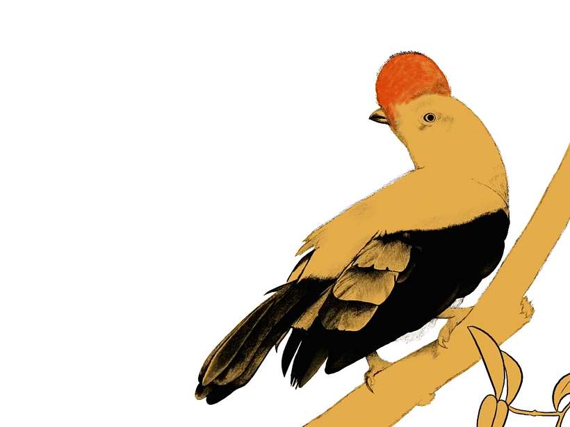Ilustración naturalista: Gallito de las rocas peruano  2