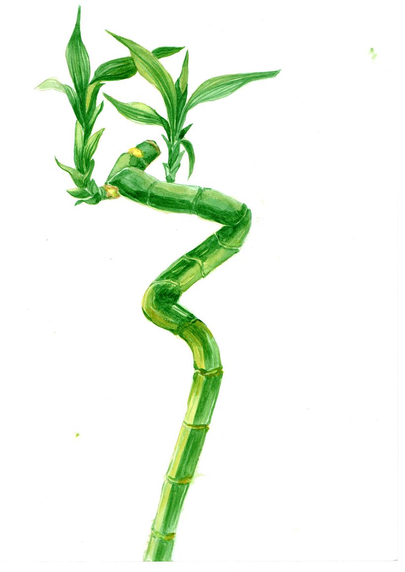 Mi Proyecto del curso: Técnicas aplicadas de ilustración en acuarela 0
