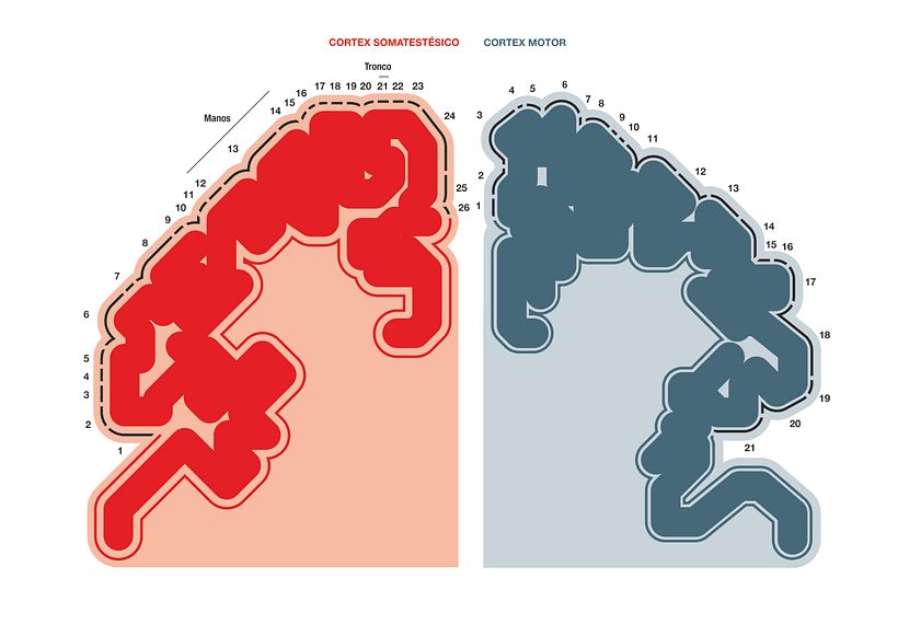 Sobre los homúnculos 4