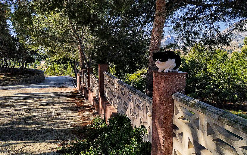 Paraíso entre Xixona y Torremanzanas 0