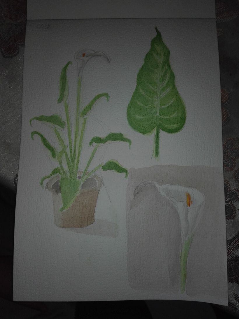 Es mi planta favorita, así que la elegí para mi proyecto.