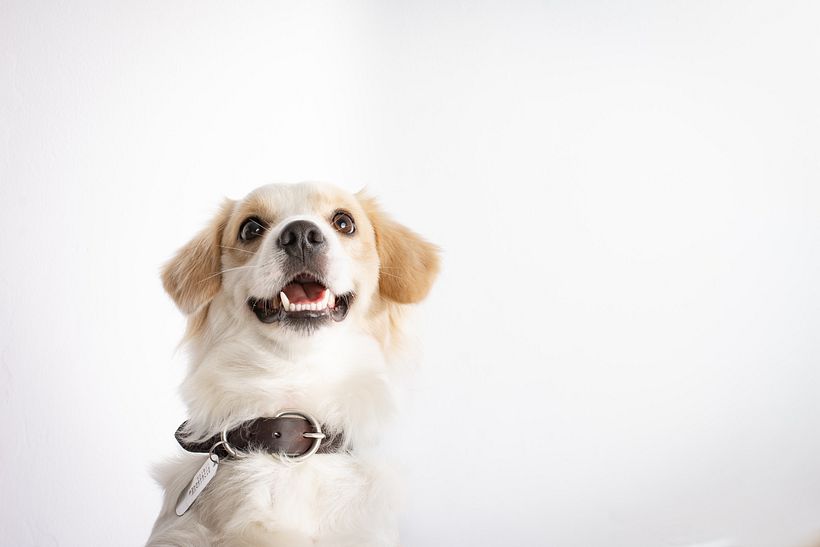 Mágico es nuestro perro ídem 0