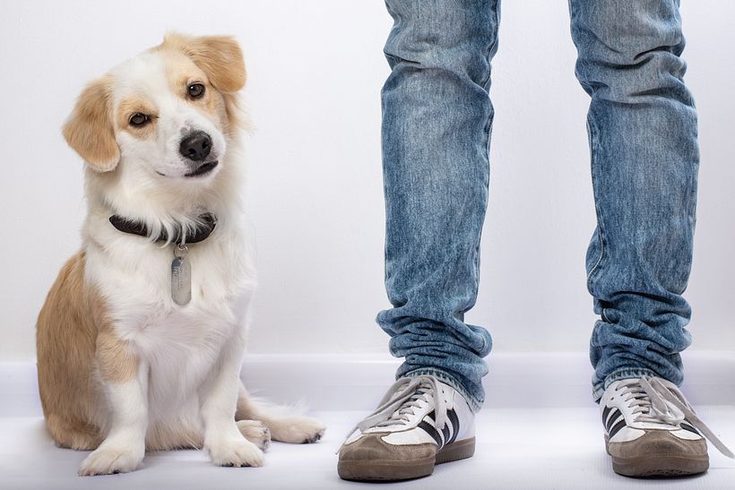 Mágico es nuestro perro ídem 0