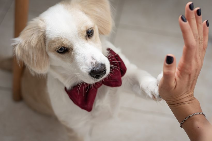 Mágico es nuestro perro ídem 1