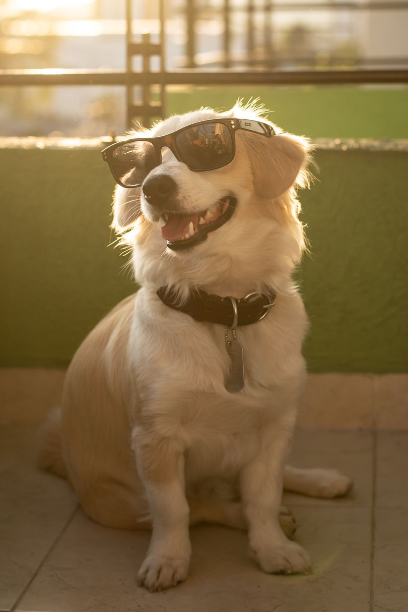 Mágico es nuestro perro ídem 2