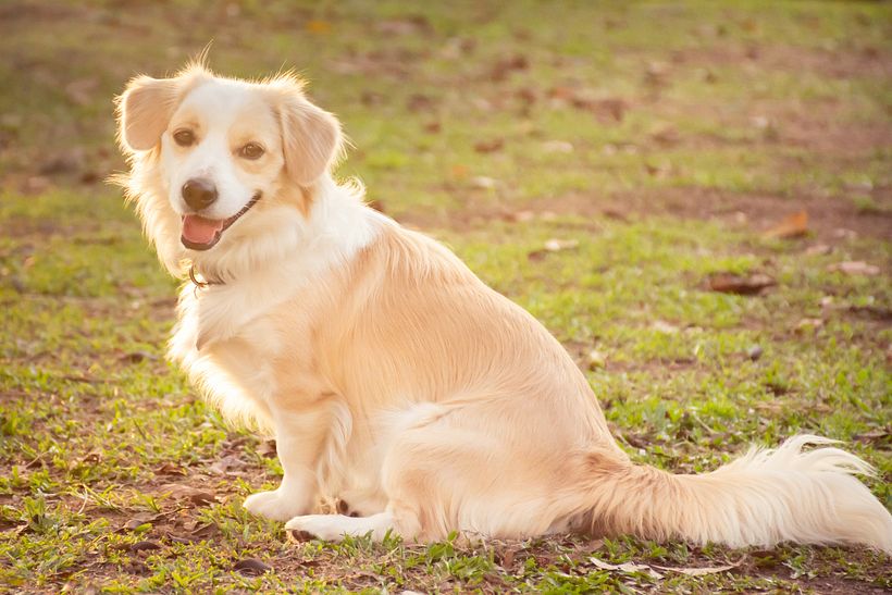 Mágico es nuestro perro ídem 3