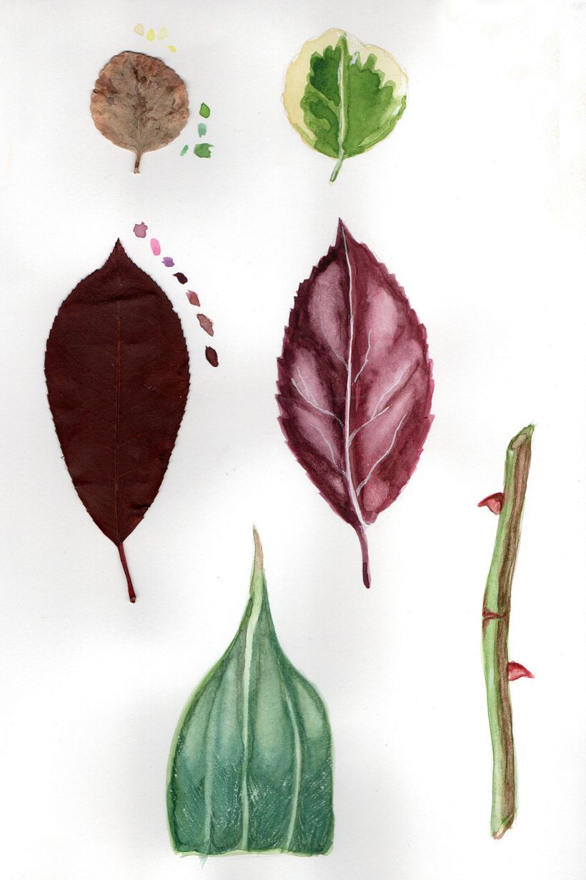 Mi Proyecto del curso: Ilustración botánica con acuarela 6