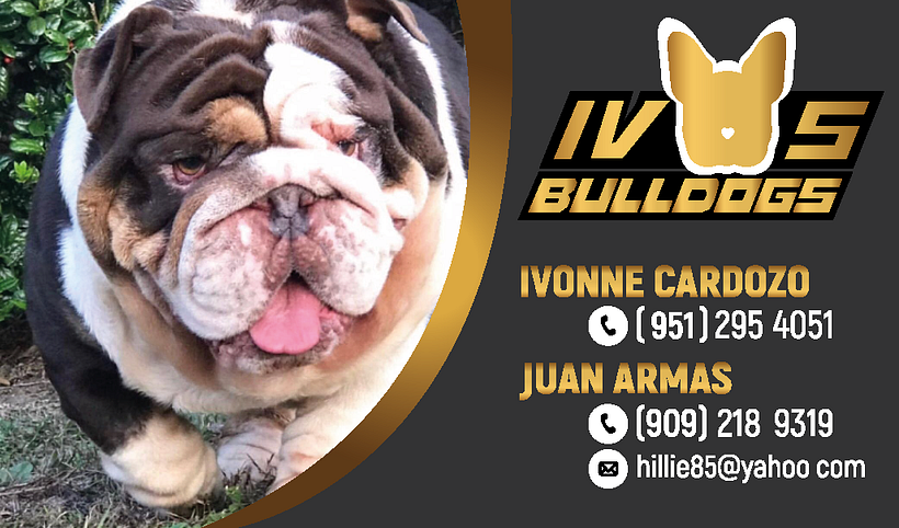 IVOS BULLDOGS 1