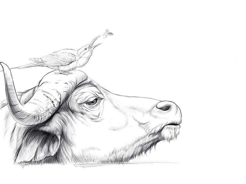 Carmine bee eater  5