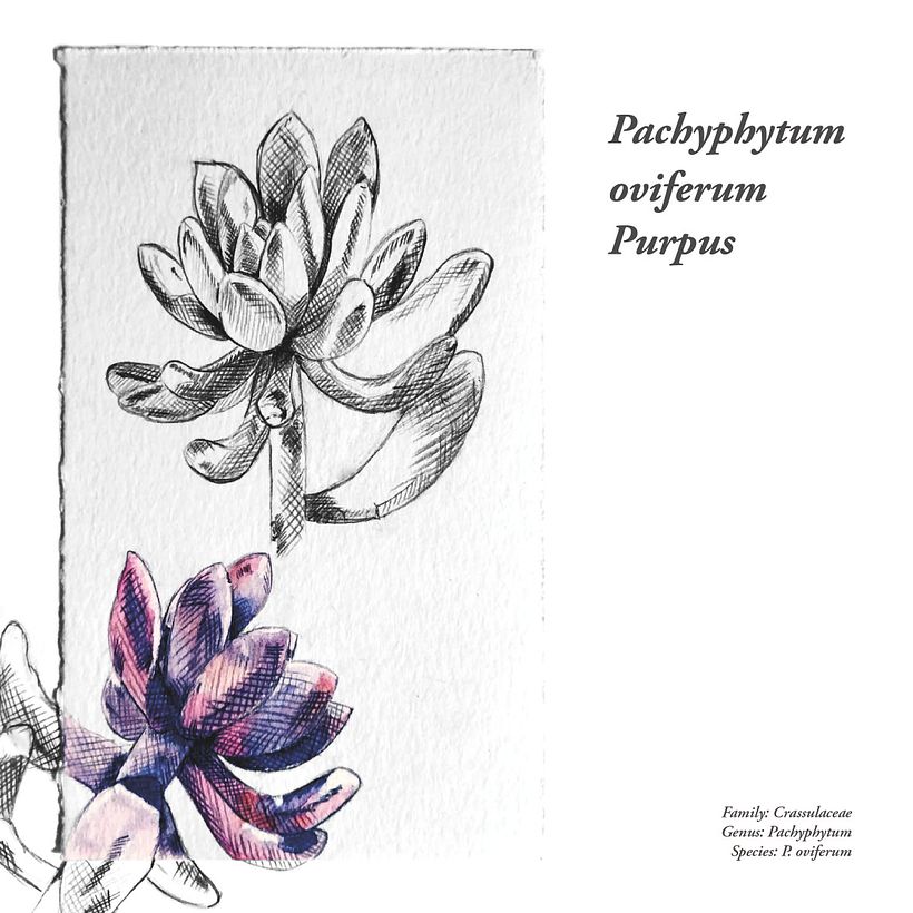 Pachyphytum oviferum Purpus  -1