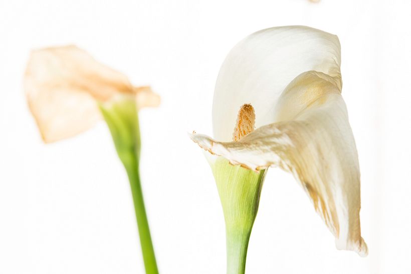 Contraluz (luz natural y difusor -cortina blanca) y flash contrapicado para acompañar la clave alta iluminando los tallos