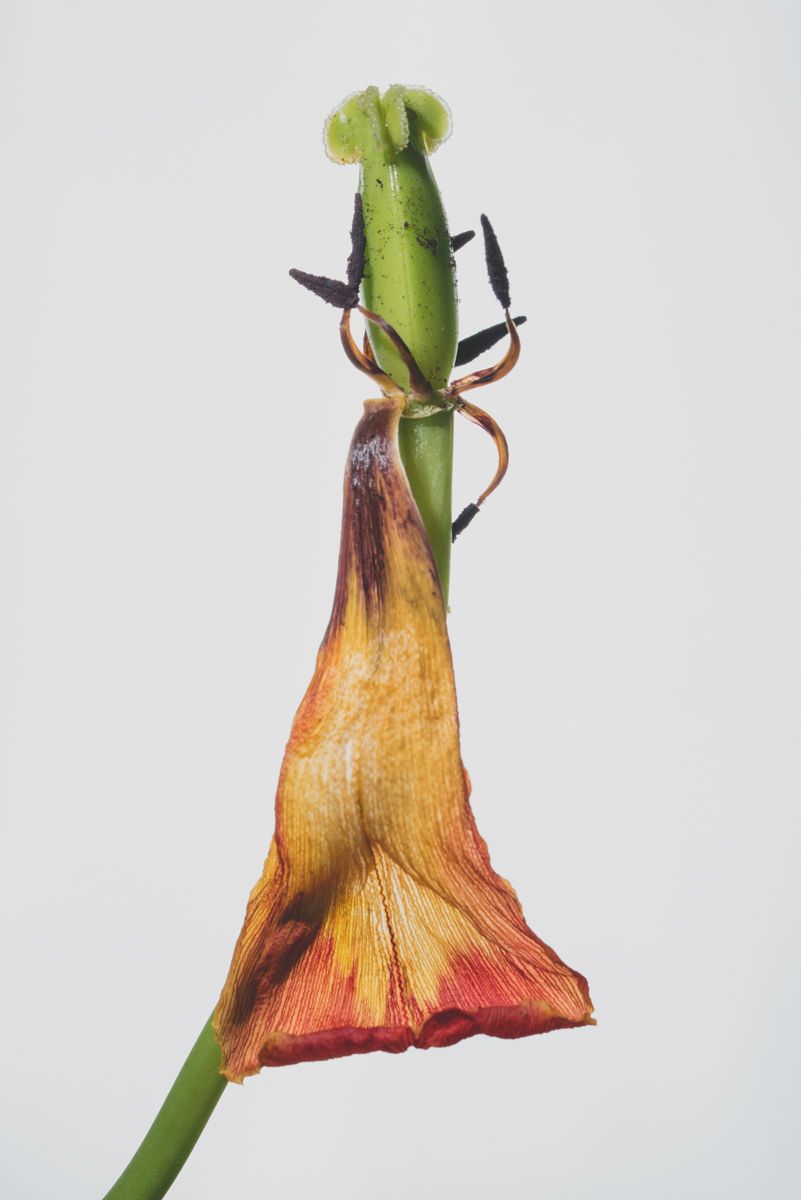 Luz natural a 45º y flash trasero con difusor cerca del sujeto cubriendo todo el encuadre. Revelado empastando blancos.