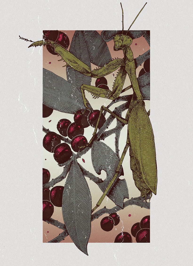 Belladonna 0