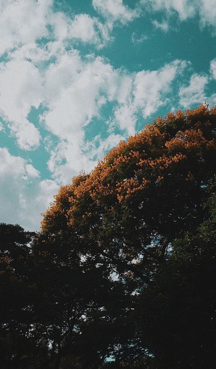 Portrait Nature | Milagros Gomez  -1