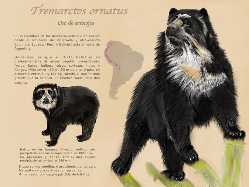 Oso de anteojos -1