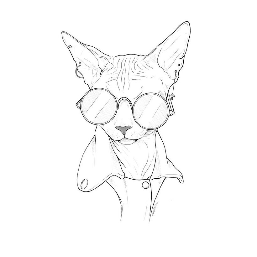 Gato Esfinge -1