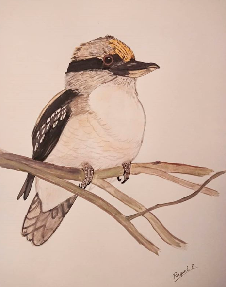 Kookaburra en acuarela durante la Cuarentena 0