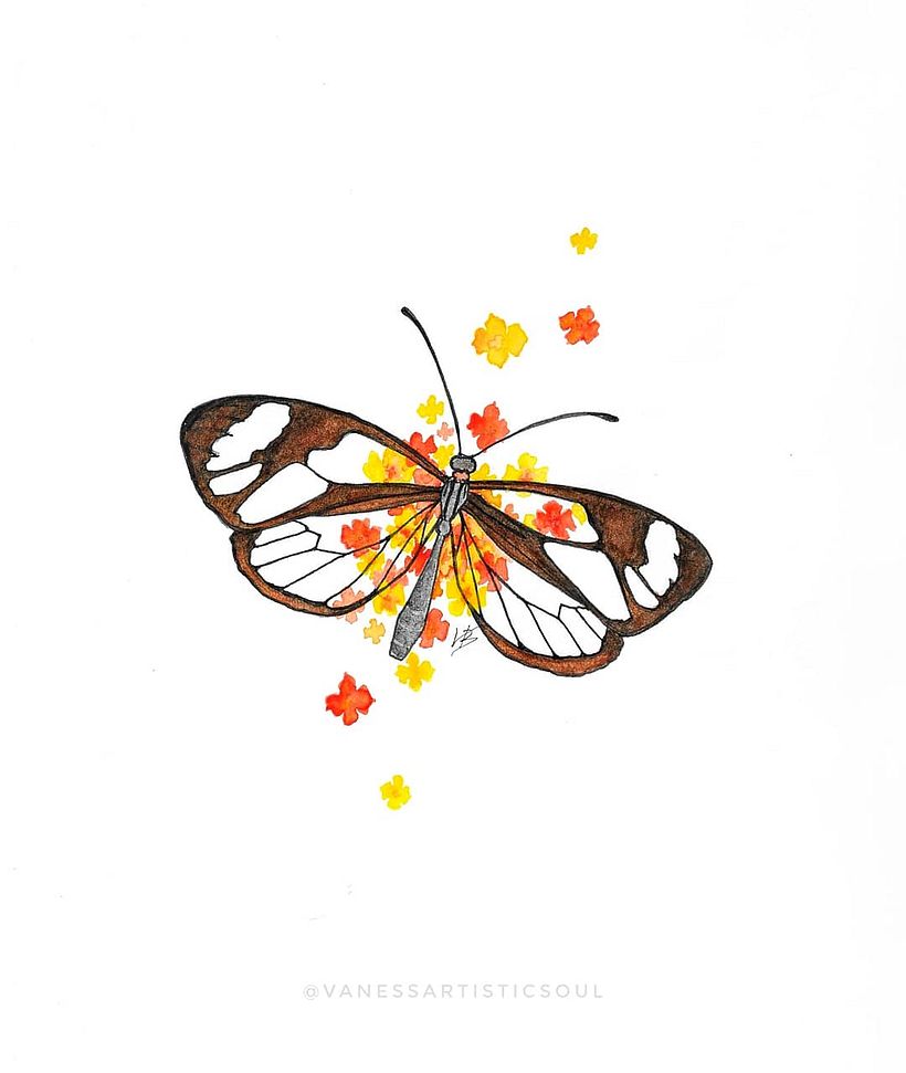 Glasswing butterfly (Greta oto)