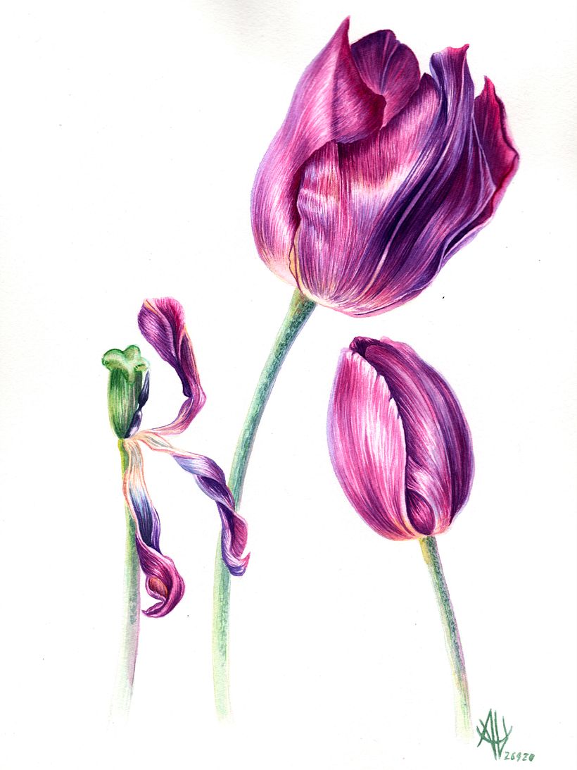 Etapa del Tulipán 0