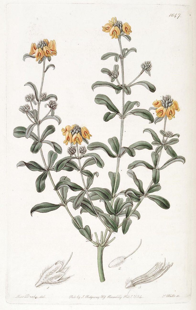 Biodiversity Heritage Library