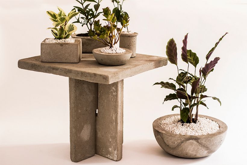 Maceta de concreto con planta calatea - Decoración de interiores