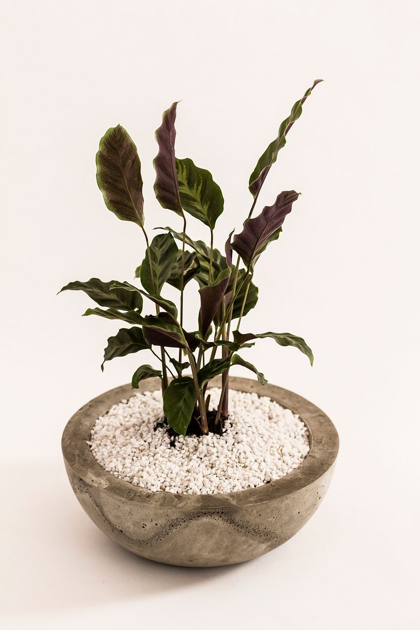 Maceta de concreto con planta calatea - Decoración de interiores