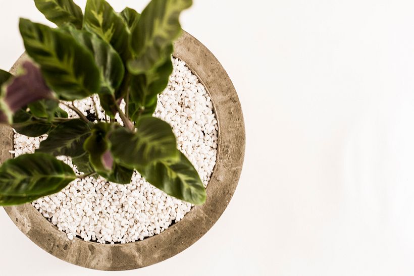 Maceta de concreto con planta calatea - Decoración de interiores